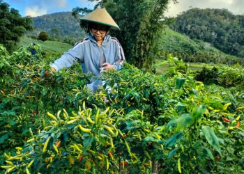 Yasti : Bolmong Miliki Potensi Hortikultura Menjanjikan