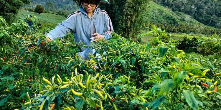 Yasti : Bolmong Miliki Potensi Hortikultura Menjanjikan