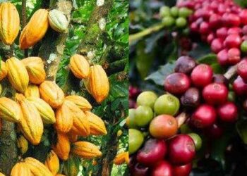 Kotamobagu Mampu Produksi Kopi dan Kakao Ratusan Ton