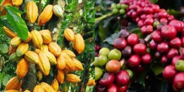 Kotamobagu Mampu Produksi Kopi dan Kakao Ratusan Ton