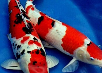 Disini Tempat Penjualan Ikan Koi di Kotamobagu
