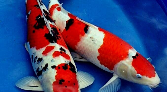 Disini Tempat Penjualan Ikan Koi di Kotamobagu