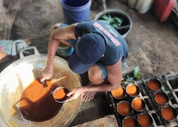 Gula Merah Sulut ‘Merona’ di Pasar Ekspor dan Domestik