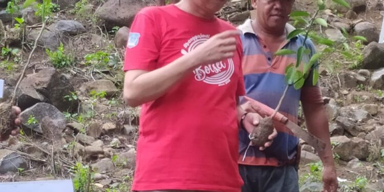 Panen Rica Perdana, Bupati Bolsel Ajak Warga Manfaatkan Lahan Tidur