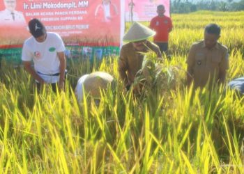 Bupati Bolmong Panen Padi dan Salurkan Bantuan Pertanian di Kecamatan Passi Timur