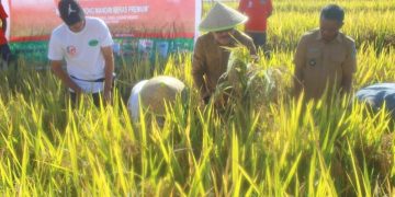 Bupati Bolmong Panen Padi dan Salurkan Bantuan Pertanian di Kecamatan Passi Timur