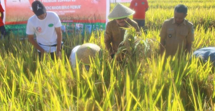 Bupati Bolmong Panen Padi dan Salurkan Bantuan Pertanian di Kecamatan Passi Timur
