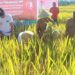Bupati Bolmong Panen Padi dan Salurkan Bantuan Pertanian di Kecamatan Passi Timur