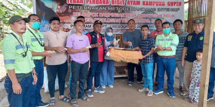 PT JRBM dan Dinas PP Bolsel Tebar Perdana Bibit Ayam Kampung Super
