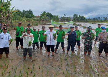Limi Mokodompit Turun Langsung Tanam Padi Sawah di Desa Konarom