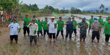 Limi Mokodompit Turun Langsung Tanam Padi Sawah di Desa Konarom