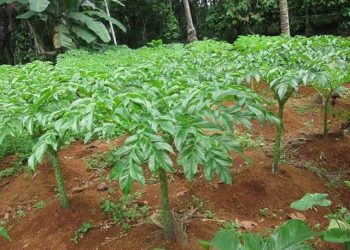 Perkebunan di Kecamatan Modayag Dibanderol Ratusan Juta, Camat Modayag: Itu Hoax