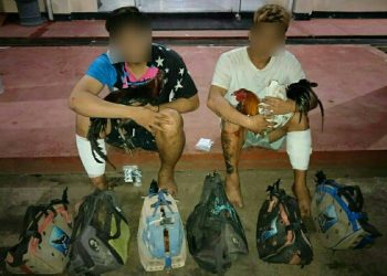 Tim Opsnal Polres Minut Amankan 2 Pelaku Spesialis Pencuri Ayam