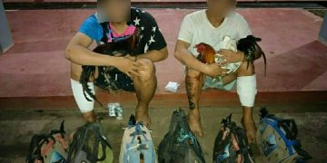 Tim Opsnal Polres Minut Amankan 2 Pelaku Spesialis Pencuri Ayam