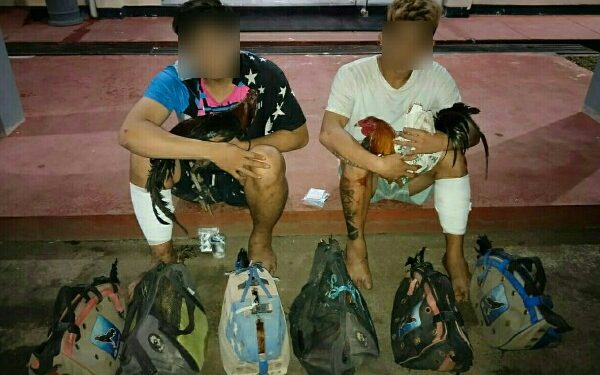 Tim Opsnal Polres Minut Amankan 2 Pelaku Spesialis Pencuri Ayam