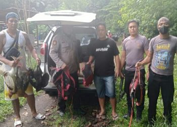 Polisi Gerebek Judi Sabung Ayam di Tandurusa Bitung