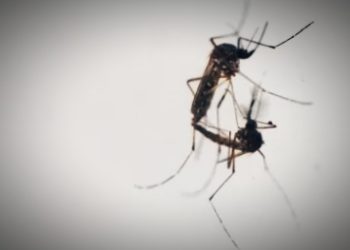 Momentum HKN, Dinkes Kotamobagu Launching Inovasi Kabela