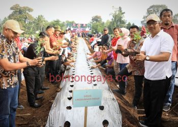 Asripan Nani Canangkan Penanaman 10.000 Bibit Cabai di Lahan Bukit Ilongkow