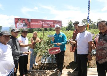 Implementasi Program Marijo ba Kobong, Pemkot Kotamobagu Panen Cabai Rawit