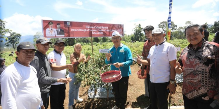 Implementasi Program Marijo ba Kobong, Pemkot Kotamobagu Panen Cabai Rawit