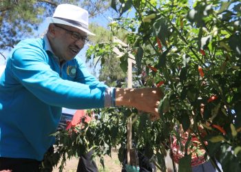 Bantu Masyarakat, Pemkot Kotamobagu Jual Murah Cabai Hasil Panen Perdana