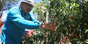 Bantu Masyarakat, Pemkot Kotamobagu Jual Murah Cabai Hasil Panen Perdana