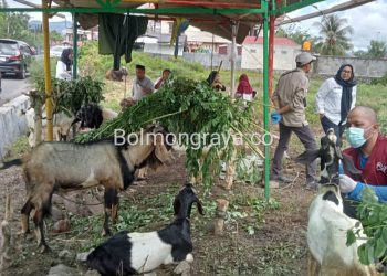 Jelang Idul Adha, Distankan Kotamobagu Lakukan Pemeriksaan Kesehatan Hewan Qurban