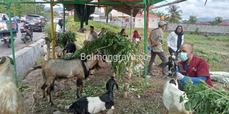Jelang Idul Adha, Distankan Kotamobagu Lakukan Pemeriksaan Kesehatan Hewan Qurban