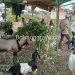 Jelang Idul Adha, Distankan Kotamobagu Lakukan Pemeriksaan Kesehatan Hewan Qurban