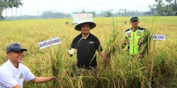 Panen Padi Sawah, Asripan Nani Serahkan Bantuan Alsintan ke Poktan