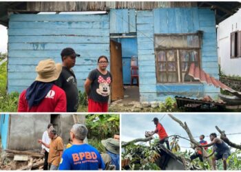 Sigap, BPBD Kotamobagu Tangani Pohon Tumbang Pasca Bencana Angin Kencang