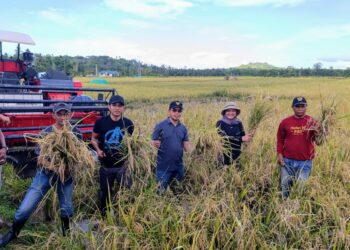 Foto : Bupati dan Wakil Bupati Bolmut saat melaksanakan panen perdana di Desa Pontak