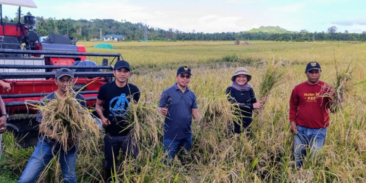 Foto : Bupati dan Wakil Bupati Bolmut saat melaksanakan panen perdana di Desa Pontak