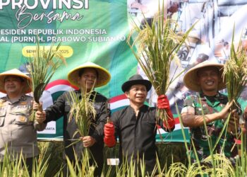 Panen Raya Padi Serentak: Simfoni Kemakmuran dan Ketahanan Pangan Nasional