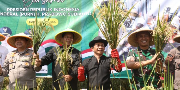 Panen Raya Padi Serentak: Simfoni Kemakmuran dan Ketahanan Pangan Nasional