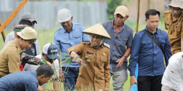 Kerjasama BI, Weny Gaib Apresiasi Panen Raya Bawang Merah Poktan Berkah