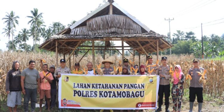 Gelorakan Program Ketahanan Pangan, Polres Kotamobagu Panen Raya Jagung di Perkebunan Boyaya