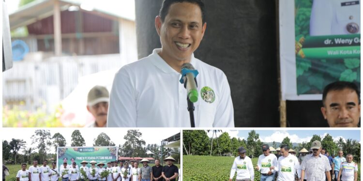 Agenda Silaturahmi, Weny Gaib Saksikan Panen Nilam Petani Desa Bungko
