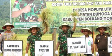 Dorong Ketahanan Pangan Nasional, Danrem 131/Santiago Pimpin Panen Raya di Desa Mopuya Utara Satu