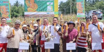 Wujud Dukungan Program Ketahanan Pangan, Kapolres Kotamobagu Hadiri Panen Jagung Petani Desa Lolayan