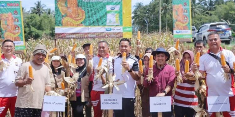 Wujud Dukungan Program Ketahanan Pangan, Kapolres Kotamobagu Hadiri Panen Jagung Petani Desa Lolayan
