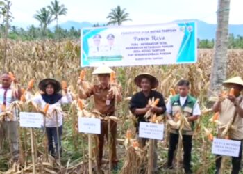 Wakili Wali Kota, Asisten I Pemkot Kotamobagu Hadiri Panen Raya Jagung di Desa Moyag Tampoan