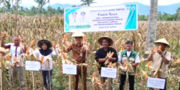 Wakili Wali Kota, Asisten I Pemkot Kotamobagu Hadiri Panen Raya Jagung di Desa Moyag Tampoan