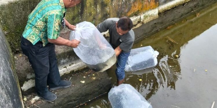 Distankan Kotamobagu Fasilitasi Bantuan Bibit Ikan Air Tawar untuk UPR Tumoing Desa Bungko