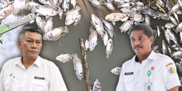 Diduga Sungai Tercemar Limbah Beracun, Ribuan Ikan di Kolam Budidaya Desa Poyowa Besar Mati Mendadak